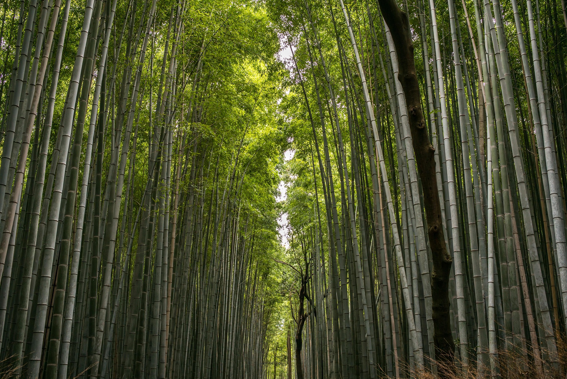 "A grove of tall bamboo trees representing patience and growth.